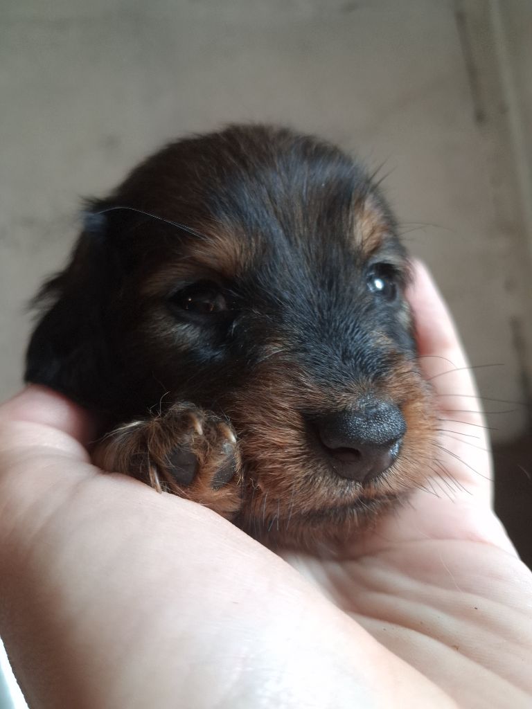 Good Spotted Paradise - Chiots disponibles - Teckel poil long