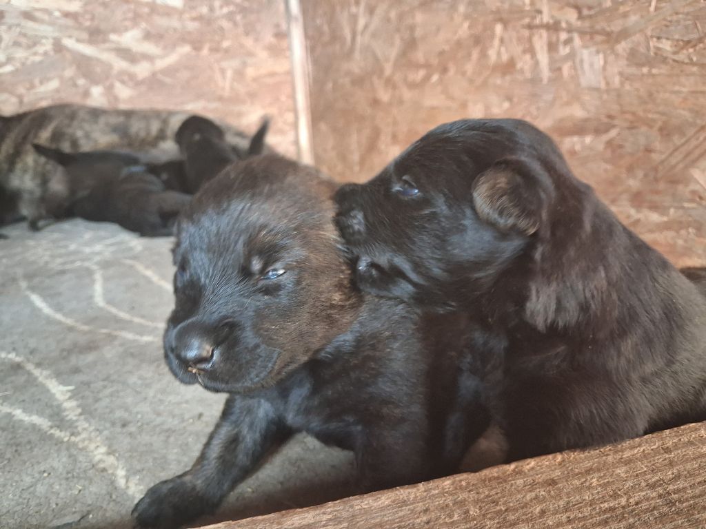 Good Spotted Paradise - Chiots disponibles - Berger hollandais