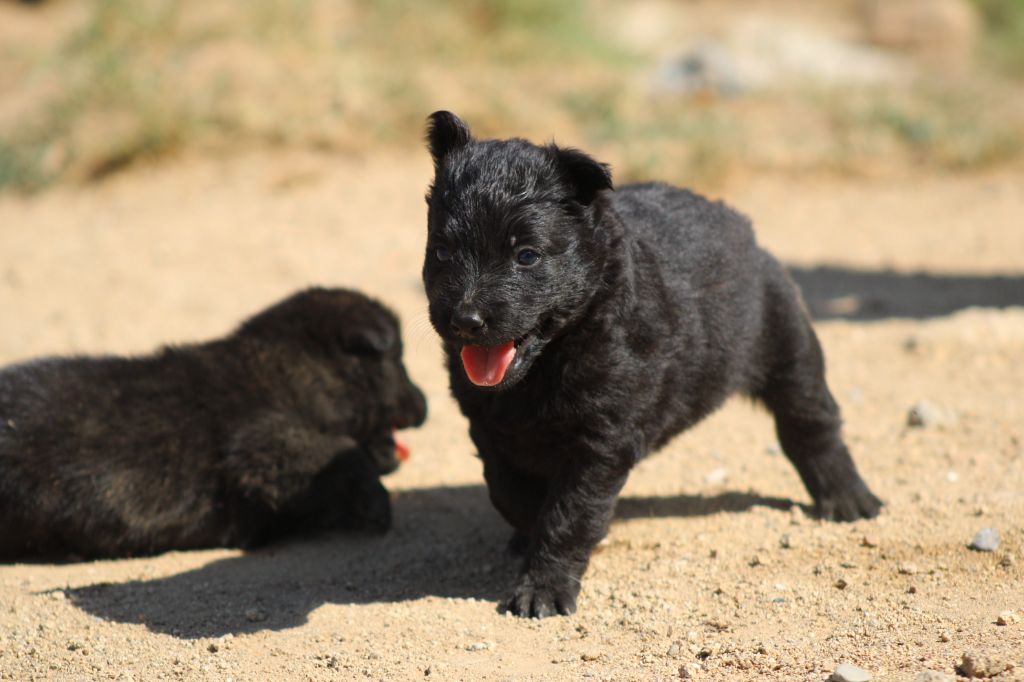 Good Spotted Paradise - Chiots disponibles - Berger hollandais