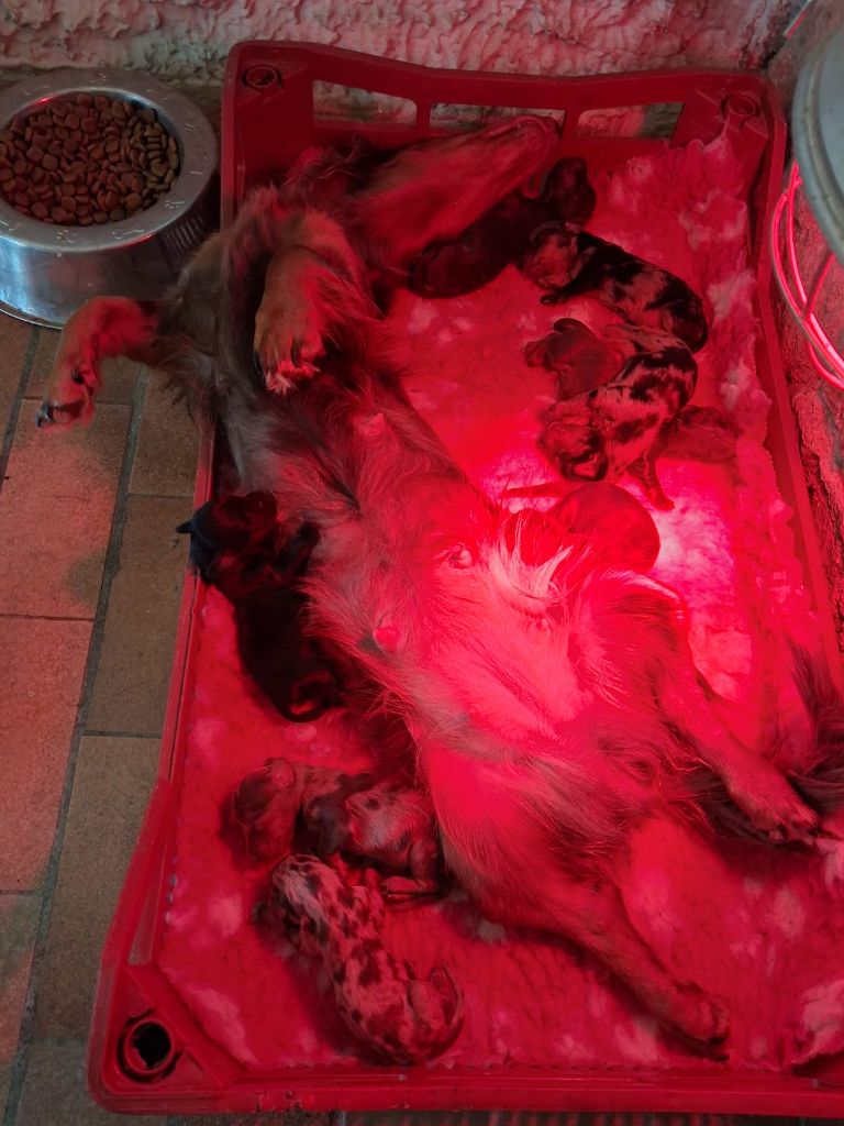 Good Spotted Paradise - Teckel poil long - Portée née le 06/10/2025