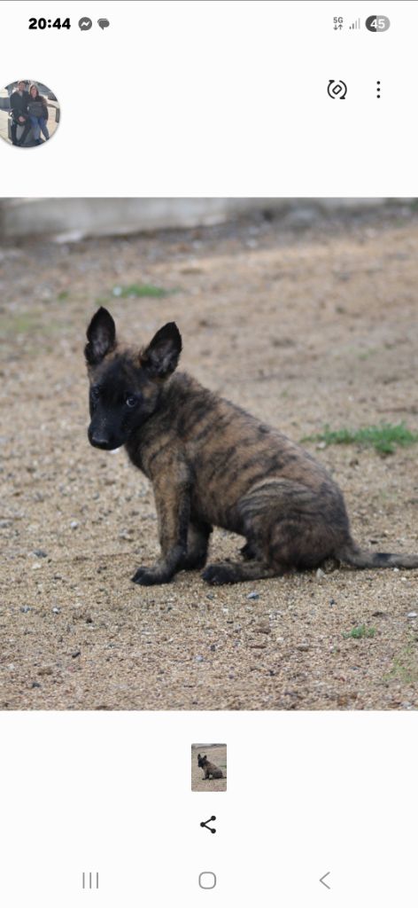 Good Spotted Paradise - Chiots disponibles - Berger hollandais