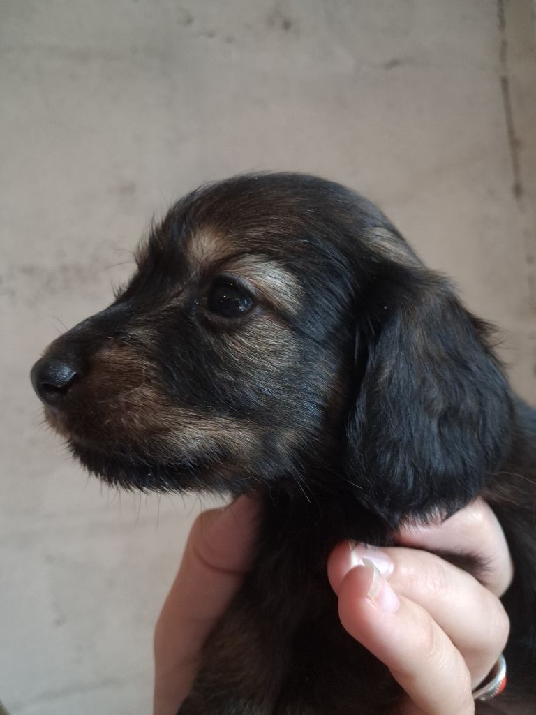 Good Spotted Paradise - Chiots disponibles - Teckel poil long