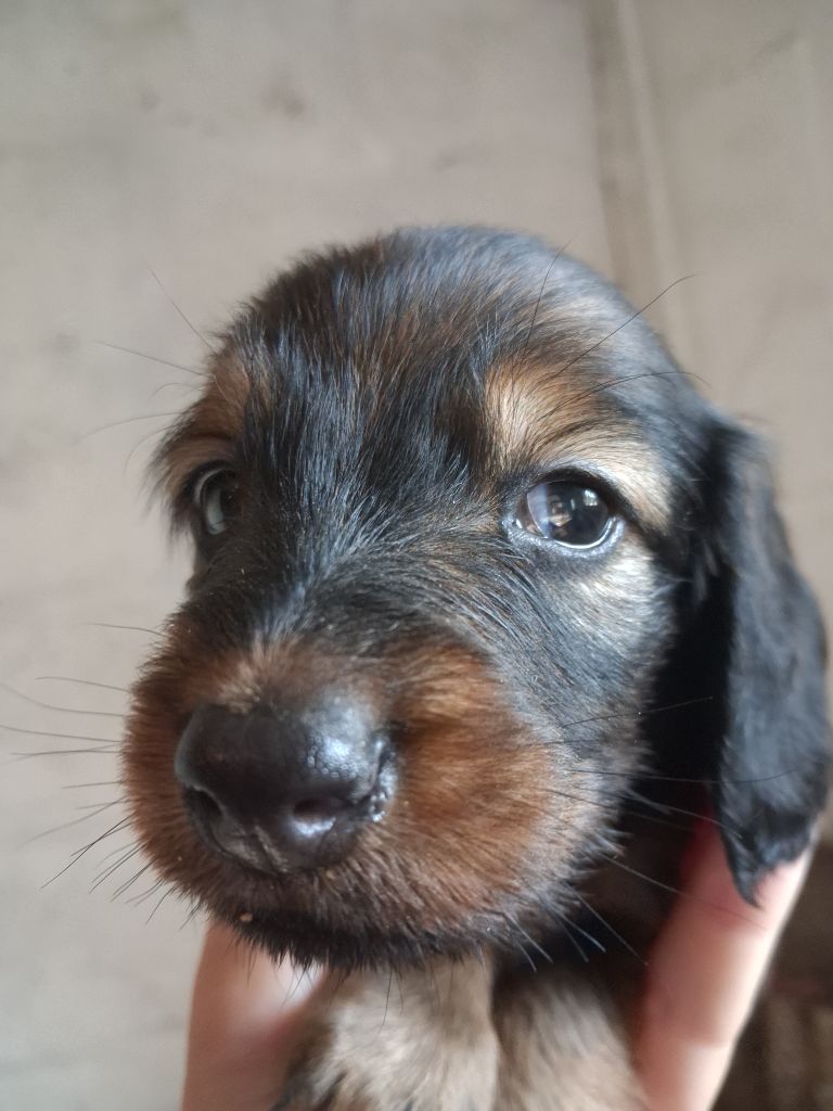 Good Spotted Paradise - Chiots disponibles - Teckel poil long