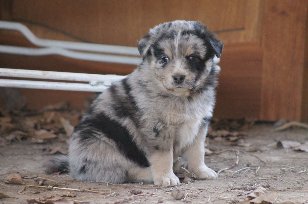 Good Spotted Paradise - Berger Australien - Portée née le 24/01/2017