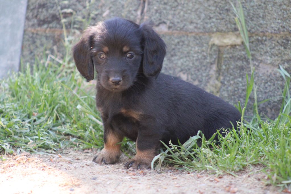 Good Spotted Paradise - Chiots disponibles - Teckel poil long