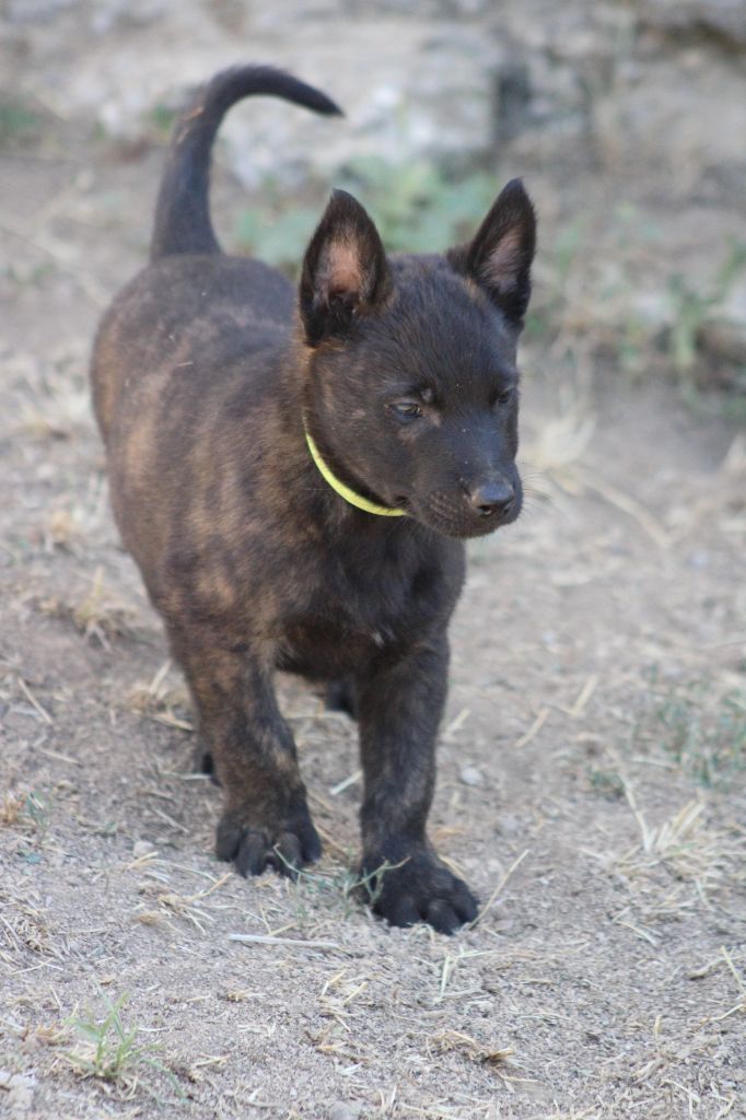 Good Spotted Paradise - Chiots disponibles - Berger hollandais